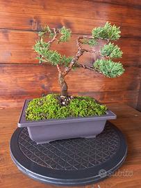 Bonsai di ginepro