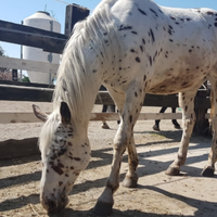 Knabstrup appaloosa