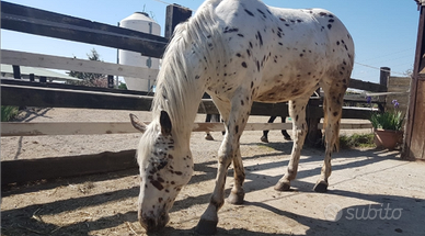 Knabstrup appaloosa