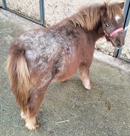 Pony mini horse femmina