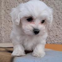Maltese Toy