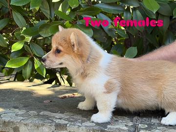 Femmina Corgi