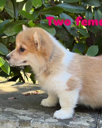 Femmina Corgi