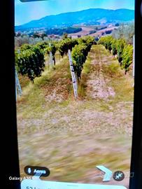 Vino Rosso di Montefalco