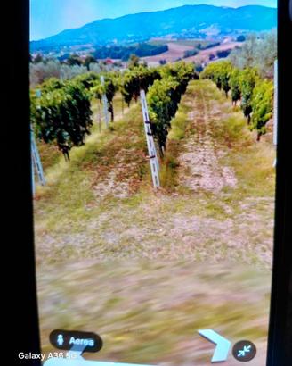 Vino Rosso di Montefalco