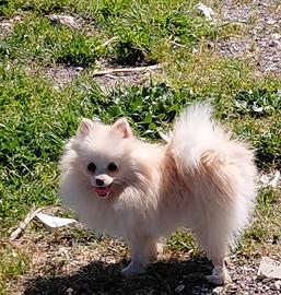 Spitz pomeriana