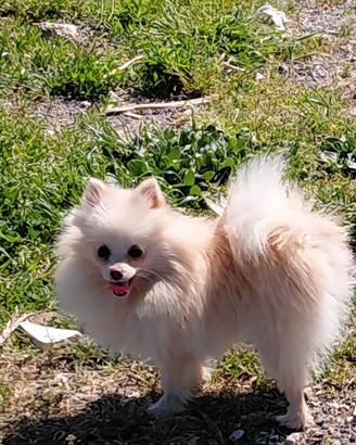 Spitz pomeriana