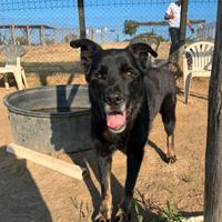 Tyson meticcio di taglia grande