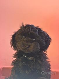 Cagnolino per accoppiamento