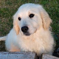 Cane di razza golden retriever