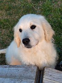 Cane di razza golden retriever