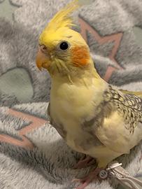 Calopsitta