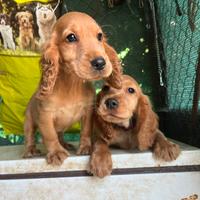 Cuccioli Cocker Spaniel Inglese