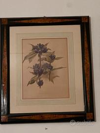 Stampa botanica d'epoca Genziana