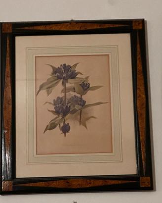 Stampa botanica d'epoca Genziana