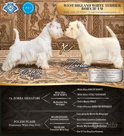 West highland white terrier