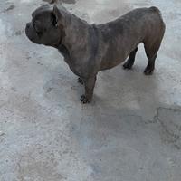 Stallone di Bulldog Francese