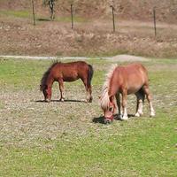 Un pony per amico