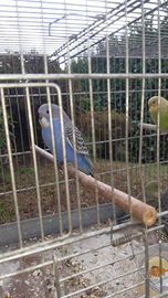 Pappagallini ondulati cocoriti