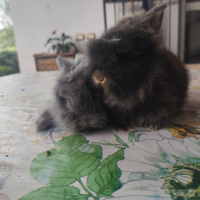 Conigli pelo d'angora
