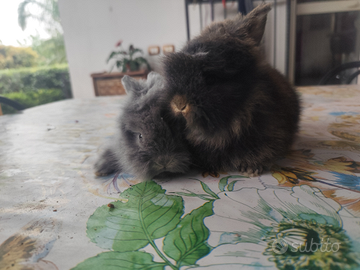 Conigli pelo d'angora