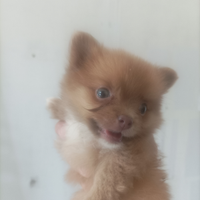 Pomerania spiz