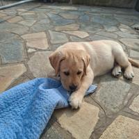 Cucciolo di labrador