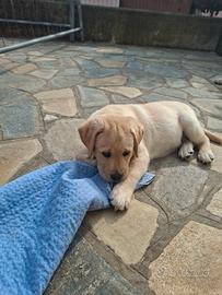 Cucciolo di labrador