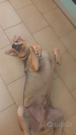Cane adorabile