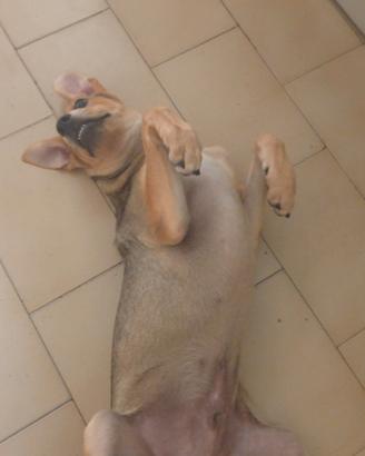 Cane adorabile