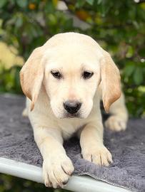 Labrador pedigree