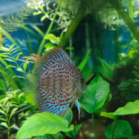 3 discus