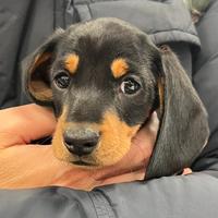 Cuccioli di bassotto nano