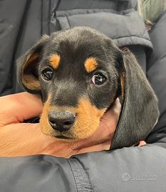 Cuccioli di bassotto nano