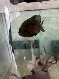 Astronotus ocellatus