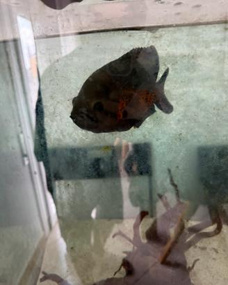 Astronotus ocellatus