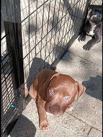 Cucciole American Pit bull terrier femmine
