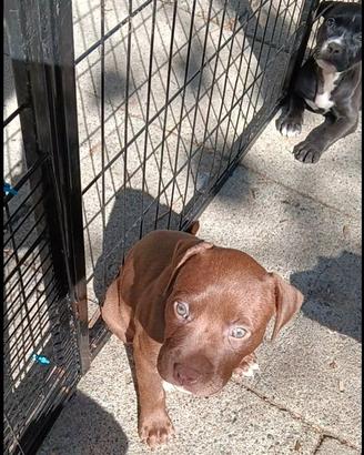 Cucciole American Pit bull terrier femmine