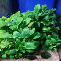 Piante acquario Anubias barteri nana