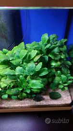 Piante acquario Anubias barteri nana