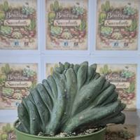 pianta grassa cactus 