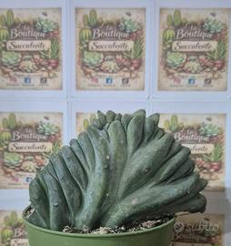 pianta grassa cactus 