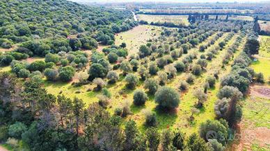 Terreno di 3 ettari tottubella