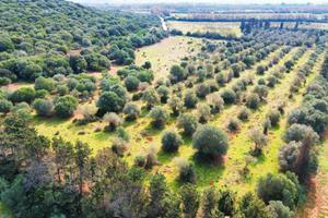 Terreno di 3 ettari tottubella