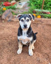 Cucciolo abbandonato mix akita inu