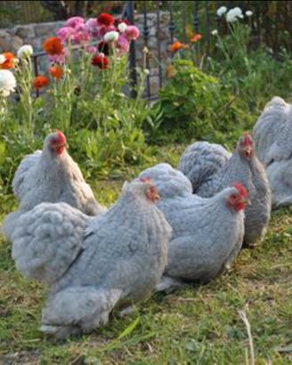 Cocincine galline coppia