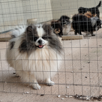Volpino di Pomerania