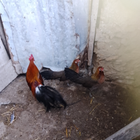 Galline ornamentali