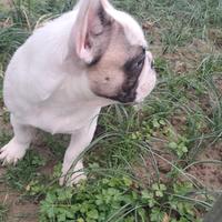 Bulldog francese