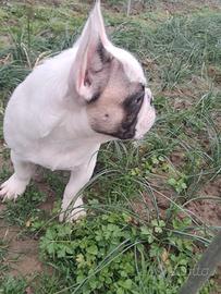 Bulldog francese